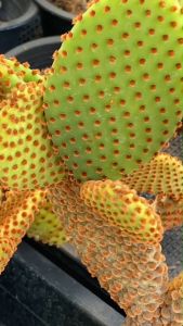 โครดา ซิส และ มิตร มีทั้ง แพตใบตัดสด ฟอร์มกอ ทั้งหมด 30 ล้าม สูง 15-30 ซึ่ง ประมาณ 15-30 ซม การส่งเคร่งครัดเครื่องดิน