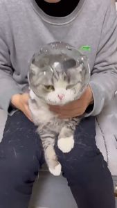 Cat Helmet Breathable Head Cover Anti-Bite Muzzles Collar Prevent Licking Wounds after Surgery Pet Supplies