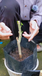 Stek Pohon Kelor Siap Tanam – Bibit Batang Moringa 100% Segar | Tanaman Herbal Kaya Manfaat