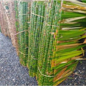Atap daun rumbia atap dahon 10pcs termurah
