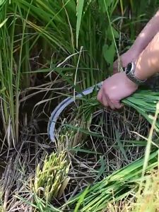 72 cm !!! เคียวแมงกานีส เคียวเหล็กแมงกานีส เคียวเกี่ยวหญ้า เคียวเกี่ยวข้าว มีดถางหญ้า คียวตัดกิ่งไม้