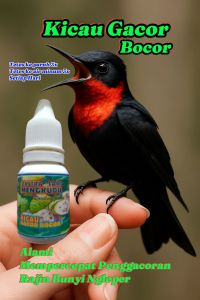 Kolibri Berkicau. KicauGacor BurungKolibri. Sogon Konin Dan Jenis Lain.