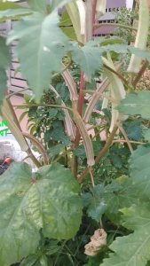Benih Bendi Segar (Jari Wanita) 30 biji – Cepat Tumbuh Sesuai untuk Taman Rumah / Fresh Okra Seeds (Lady Finger) 30pcs– Fast Growing Perfect for Home Garden