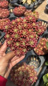 เจลลี่บีน ขนาด 4 -5นิ้ว ไม้อวบน้ำ มีรอบเข้า ทักก่อนสั่งได้ค่ะ #ไม้อวบน้ำ #แคสตัส ต้นไม้อวบน้ำ เลี้ยงง่าย เหมาะกับมือใหม่หัดปลูกต้นไม้ คนที่ไม่ค่อยมีเวลาดูแล หรือคนที่กำลังมองหาต้นไม้เล็ก ๆ สักต้นมาประดับบ้าน 📌ไม้อวบน้ำ กำลังเป็นกระแสของคนรักปลูกต้นไม