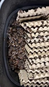 [Ready Stock]  Dubia Roaches/Dubia Food/Arowana/Reptiles/Fish 杜比亚蟑螂 110Pcs Size L(2-2.9CM)