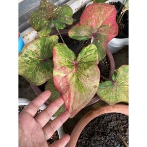 Caladium : Kain Buruk