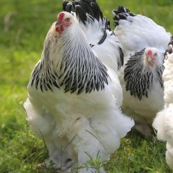 Telur Ayam Brahma Original - Telur Fertil Ayam Brahma - Ayam Hias