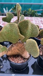 Opuntia microdasys cristata โอพันเทียไมโคเดซิสคริสตาต้าแพตตัดสด (โอพันเธียหูมิกกี้คริส)  ส่งแบบใบตัดสด ปลูกง่ายรากเดินเร็ว ส่งทั้งใบ