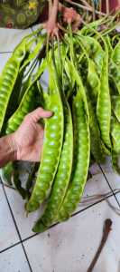 pete / petai tua segar 10 lonjor dipetik langsung dadakan