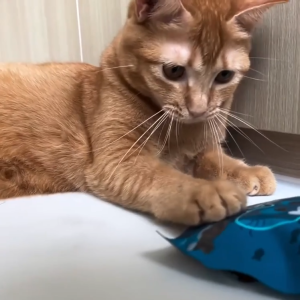 Happi Skippi Catnibbs Soft & Chewy Salmon Cat Treats 60g