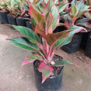 Tanaman hias Aglonema lipstik/pohon hias Aglonema Lipstik/Tukang taman Bogor