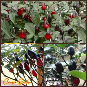 5 BUTIR BIJI | BENIH TANAMAN CABE UNGARA