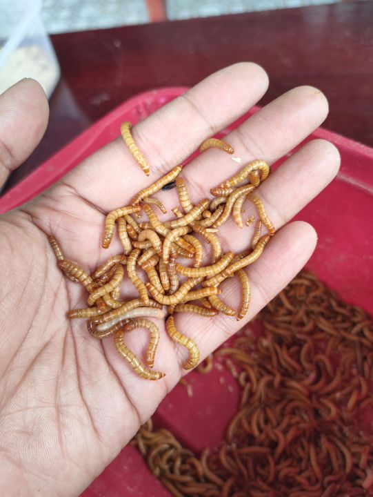 Bottom Feeds MW Meal Pet Food 120 pcs Mealworm Mealworms MEALWORM MEALWORMS Superworm Lazada PH