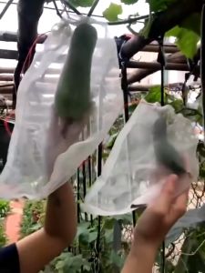 100PCS Fruit Cover Uniqtro Brongsong Buah Anggur Klengkeng Strawberry Dll Pembungkus BuahFruit CoverJaring Net 20*30cm/ Kantong Jaring Pembungkus Buah Pembungkus Buah Anggur /Pembungkus Buah /Fruit Cover Anti Serangga