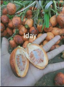 buah pinang tua segar 1kg asli BELI 5KG+1kg TERLARIS MURAH MERIAH PAKET HEMAT OBAT HERBAL KESEHATAN