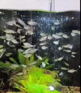 Muối khoáng cho hồ cá - Dưỡng cá b.ổ sung vitamin cho cá cảnh