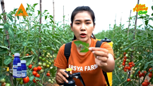Insektisida Curacron 500EC - 100 ml Pembasmi Hama Ulat Kutu Wereng dll