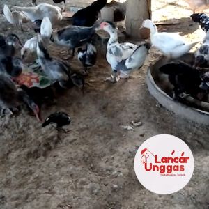 Entok Potong Fresh Daging Entok Bebek Entok Nila Potong Atau Hidup - Utuh 1 Ekor Termasuk Ati Ampela