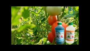 Hydroponics Nutrients Solution: Bloom Boost Pro 2 Parts A&B 500 ml & Ph Down