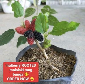 mulberry LIVE PLANTS ROOTED Illinois mabilis lumaki at dumami W/ FREEBIES Ang bunga sulit ka d2 | ORDER NOW