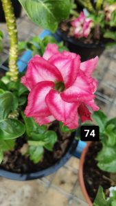 Mini Adenium Obesum Bonsai ID 74 迷你富贵花