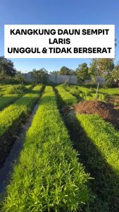 Benih Kangkung Daun Sempit LARIS 100 gram Cap BENIH INTI Lebat & Unggul