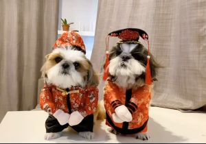 ชุดตรุษจีนหมาแมว ชุดจีนคอสเพย์หมาแมว ทั้งแบบ ฮ่องเต้ ฮองเฮา แบบใส่ขา พร้อมหมวก Puppy Dog Cat Pet Chinese New Year