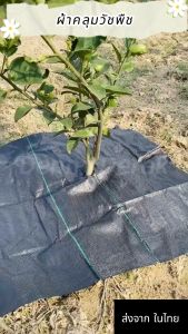 1เมตร x 1เมตร คลุมดิน พลาสติก สำหรับผ่า หมอง ผ้า วัชพืช กำจัดหญ้า - พลาสติกคลุมวัชพืช คลุมดิน คลุมหญ้า ผ้าคลุมดิน