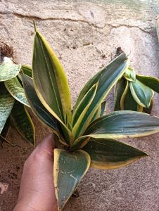 Ocean and black star dwarf sansevieria