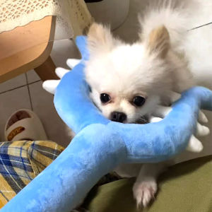 GUTIAN | Cat Teasing Toy