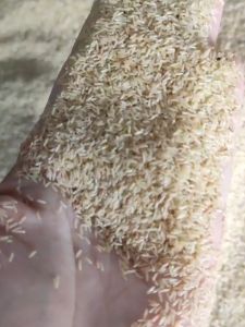 Telur Jangkrik Alam Sliring Kemasan 700gr Telur Jangkrik Alam Kualitas Unggul