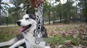Dog Chain Training Collar Prong Choker Collar Heavy Duty Training Prong Collar for Medium Large Dogs