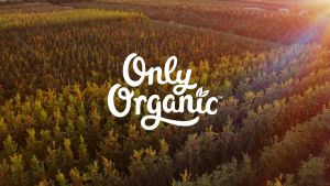 Only Organic ข้าวโพดแท่งรสสตอรอเบอร์รี่และบลูเบอร์รี่ Finger Food Strawberry & Blueberry Melty Corn Sticks