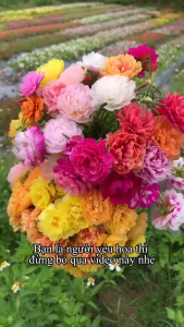 Hạt giống hoa mười giờ (5000 hạt)kép nhiều màudễ trồng siêu hoagieo trồng quanh năm