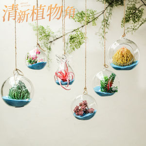 Natural Plant Corner Decorative Glass Hanging Bottle: A Complete Guide