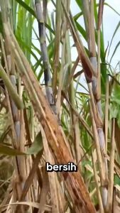 Alat Pembersih Daun Tebu Kering: Panduan Lengkap