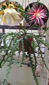 Fishbone Cactus Yellow Flower/ Epiphyllim Anguliger (One pot/ Cutting )