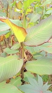 1 nhánh cây dong riềng giống