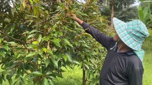 มาก 60 ประมาณ ผลิตภัณฑ์ สร้างความสมดุลให้พืชสมบูรณ์ (ระเบิดราก กระชากใบ)