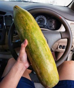 BIBIT PEPAYA SUPER-Buah Jumbo manis 8 Butir biji kemasan 7x10 Siap tanam Pertanian Indonesia