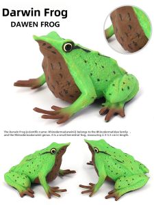 Educational Model of Darwins Frog Tadpole Amphibian