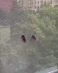 [HCM] Băng Keo Lưới Dán Sửa Chữa Cửa Sổ Chống Nhiễm Trùng 200 * 5cm -Cozy520