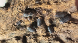 IJUZWANISO] Cubaris sp Pak Chong (Isopod for Terrarium and pets)