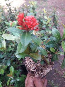 Tanaman hias soka india bunga merah (beli 5 gratis 1)