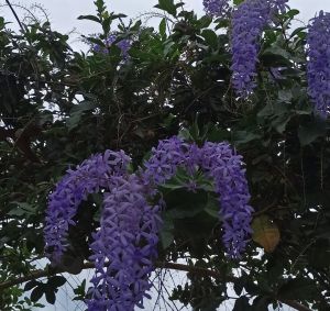 bibit bunga patrea unggu