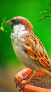APEXEL Lensa Telephoto 60x: Terlaris Pengiriman Cepat COD