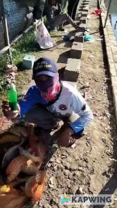 Essen Ikan Tsurikami Ikan Mas 30ml