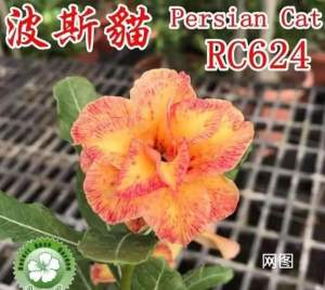 Adenium Kemboja Bonsai ID:Rc 624/富贵花