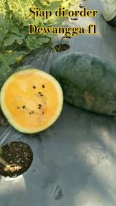 Benih Bibit Semangka Inul Kuning Orange DEWANGGA F1 isi 40 Butir dari Cap Panah Merah