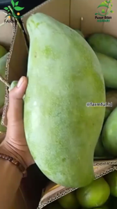 Bibit Mangga Mahatir Jumbo Asli Tanaman Buah Okulasi Super Unggul Tabulampot Pusat Bibit Agrari